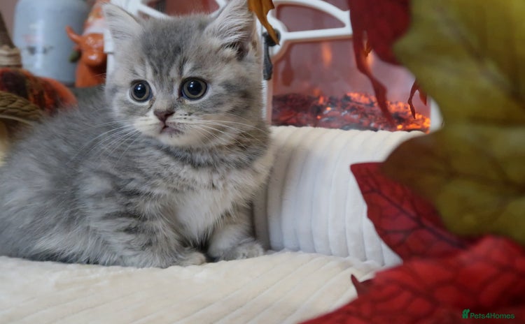 British Shorthair cats - Advert 16
