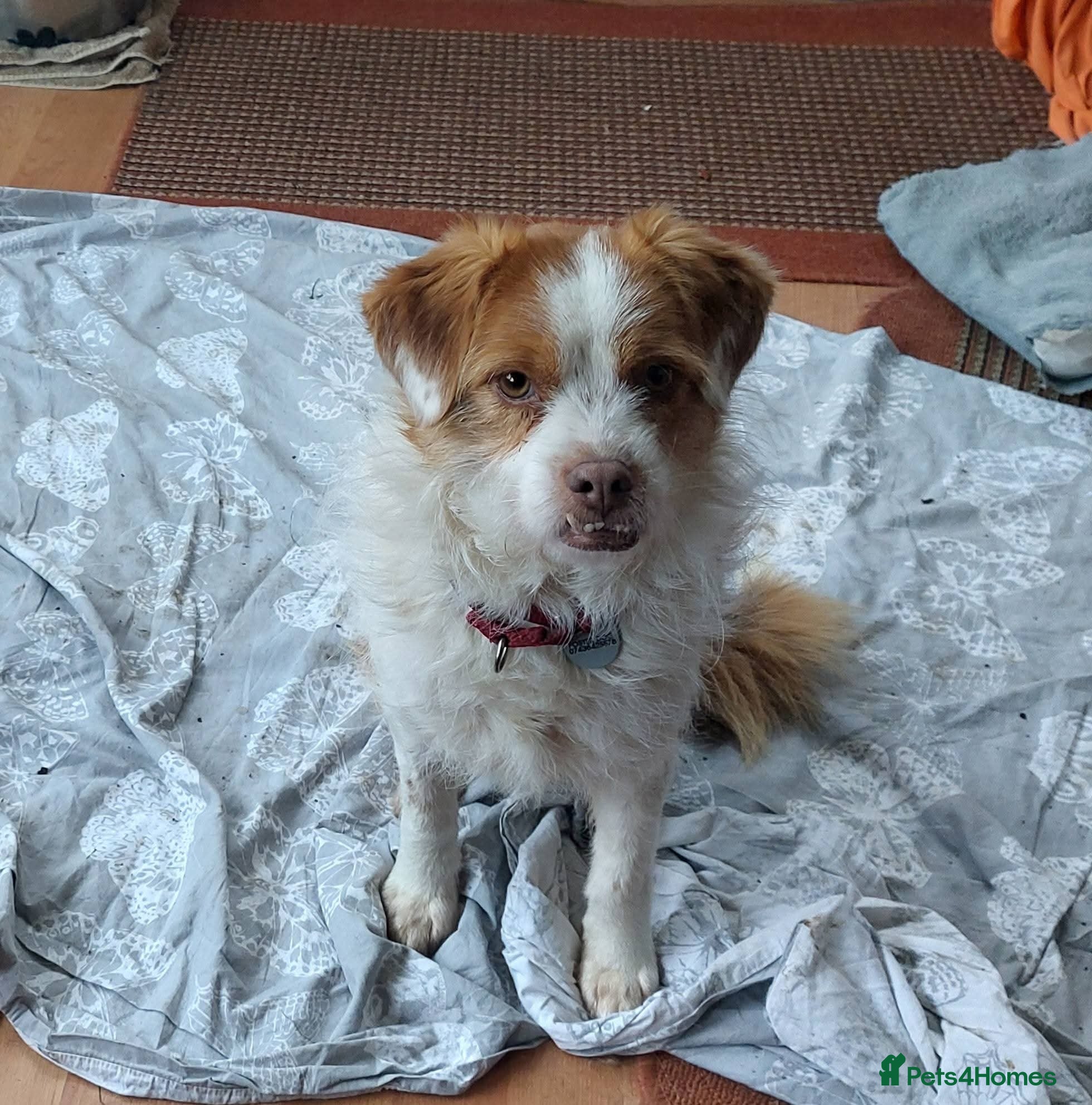 Mixed Breed dogs Meet Lenny - Advert 5