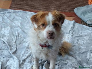 Mixed Breed dogs Meet Lenny - Advert 1