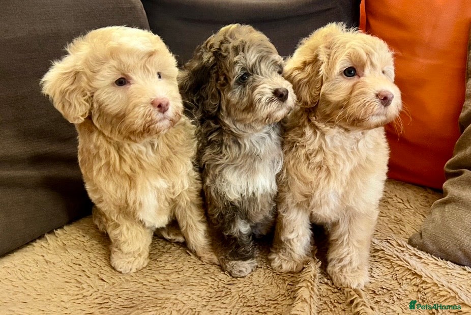 Labradoodle dogs Mini Labradoodle pups, READY NOW! - Advert 1