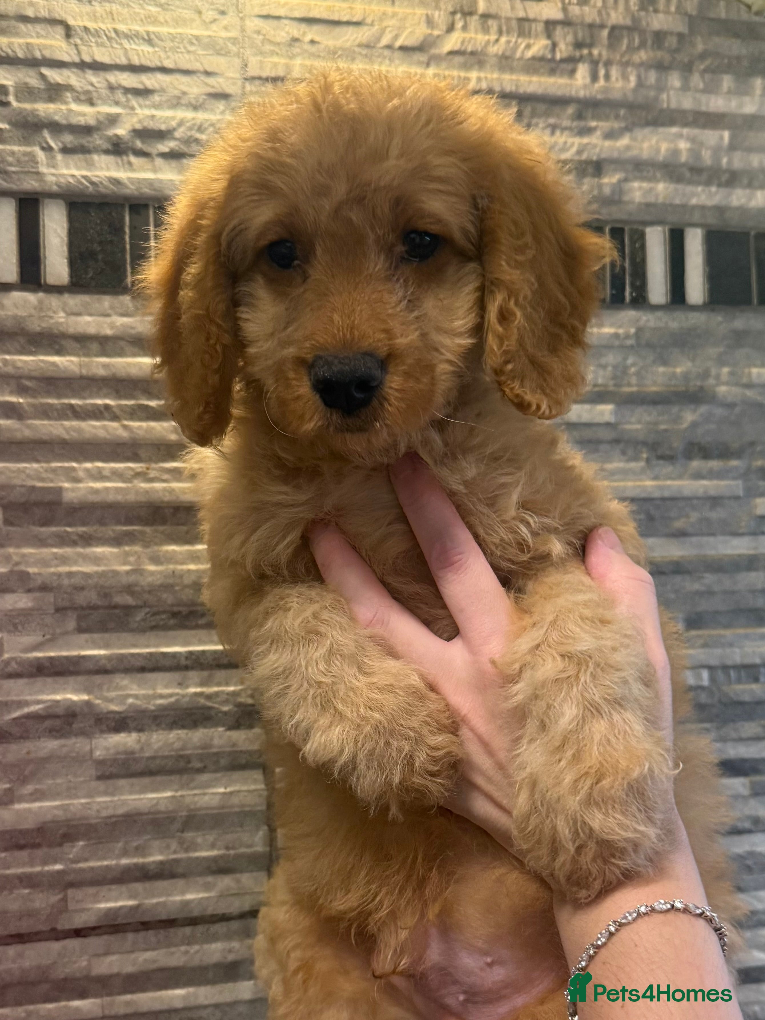 Mixed Breed dogs  🐾 READY NOW 13 Weeks Cavapoochon Puppies 🐾 - Advert 6