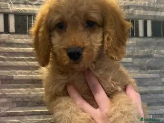 Mixed Breed dogs 🐾 READY NOW 13 Weeks Cavapoochon Puppies 🐾 - Advert 4