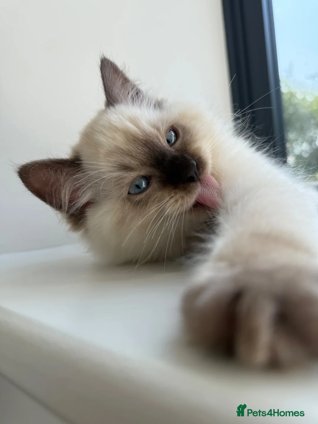 Ragdoll cats for sale: Male ragdoll for sale - Advert 7