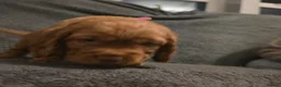 Cocker Spaniel dogs for sale: Cocker Spaniel Puppies - Advert 17