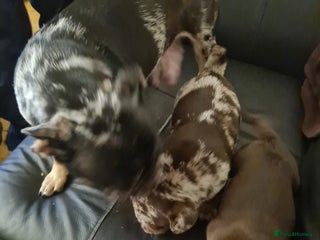 Frug dogs Frug boys for sale £1,200 - £750 - Advert 1