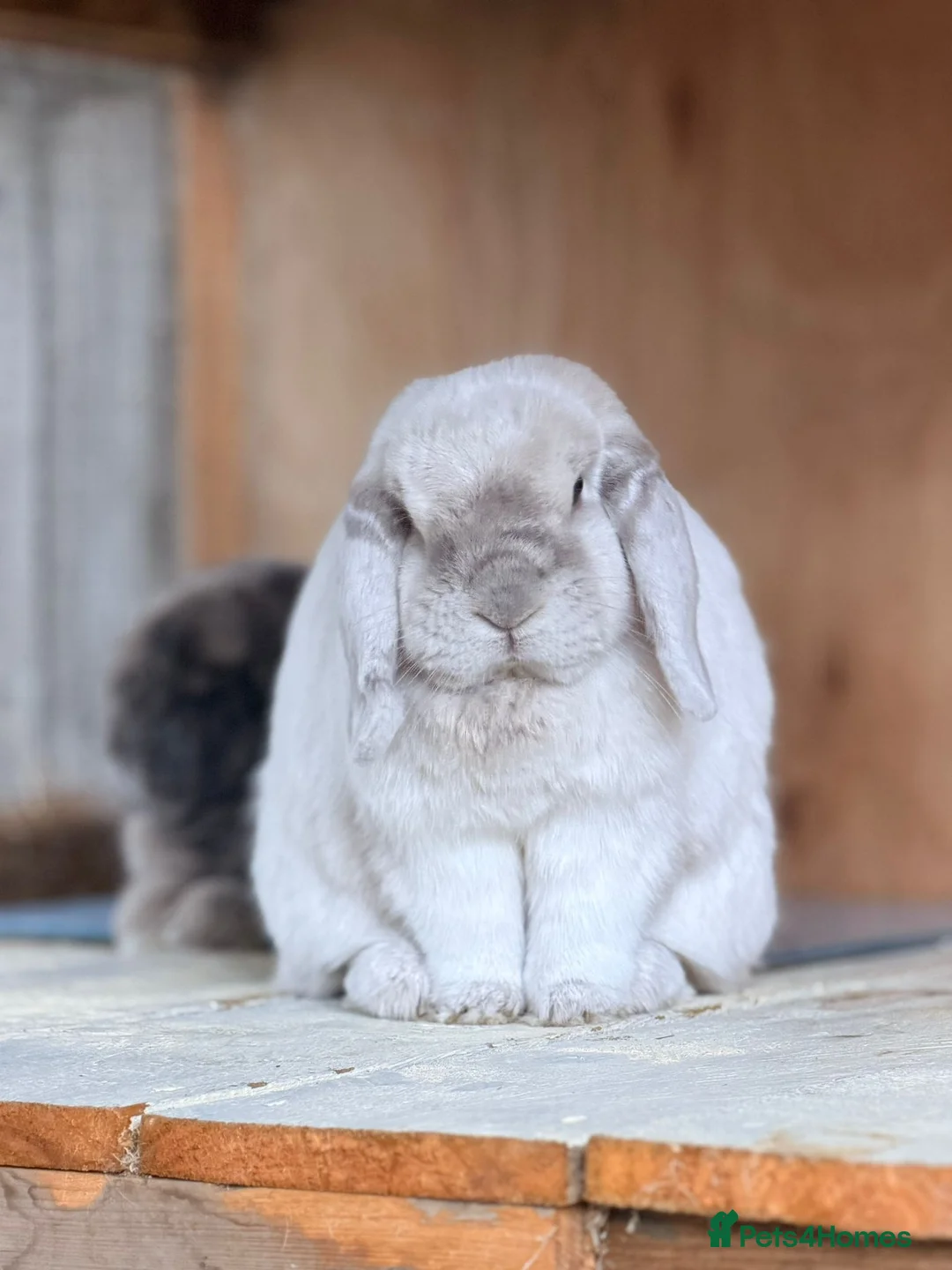 Dwarf Lop rabbits for sale: Loki & Bertie neutered Bonded Vaccinated  - Advert 1