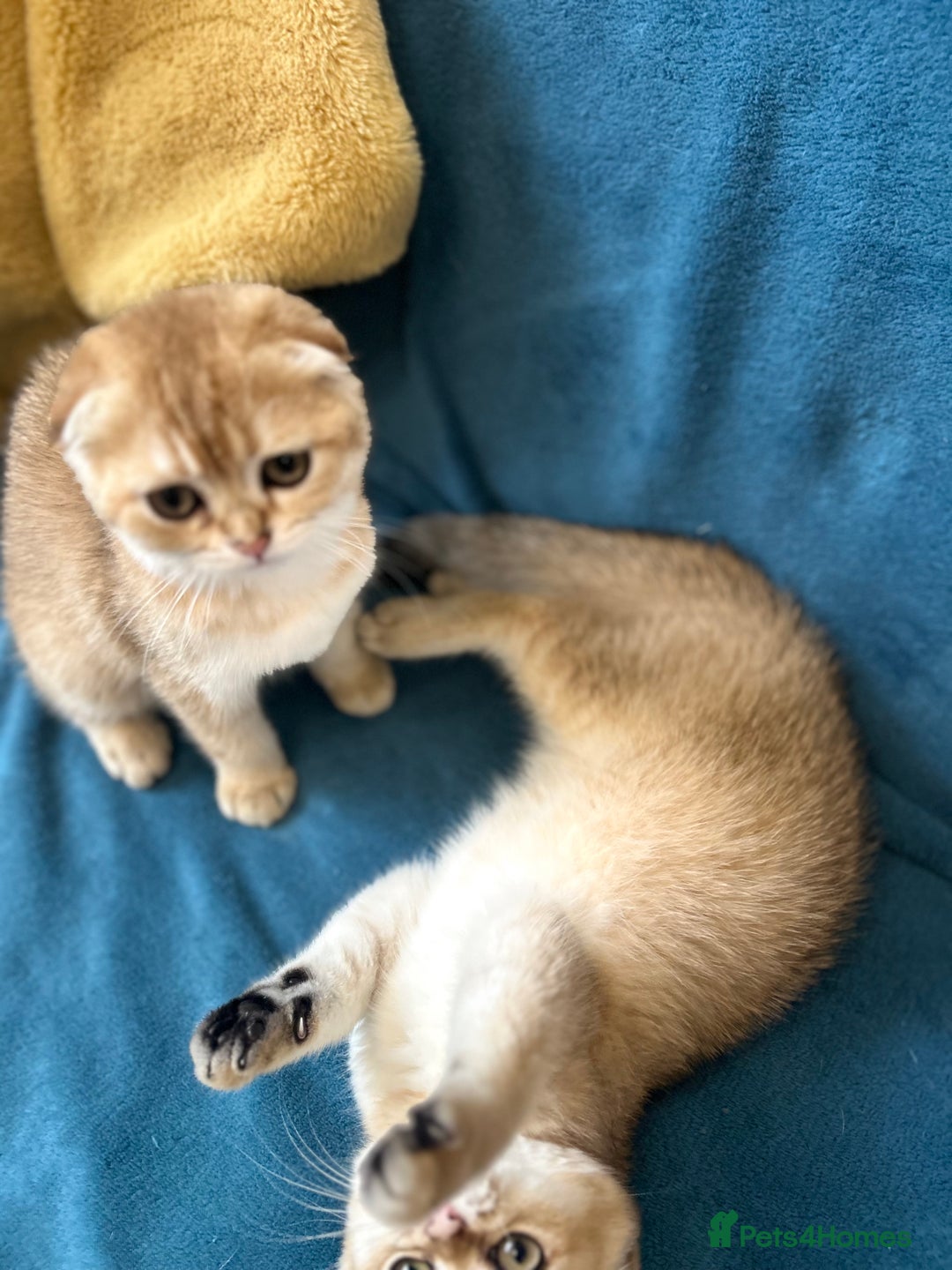 Scottish Fold cats for sale: Gold Chinchilla Scottish fold baby’s  - Image 22