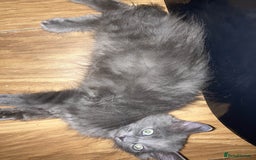 British Longhair cats for sale: British long hair (curly tail) - Image 1