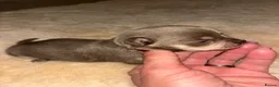 Chihuahua dogs for sale:  **  Chihuahua  in Halstead - Advert 6