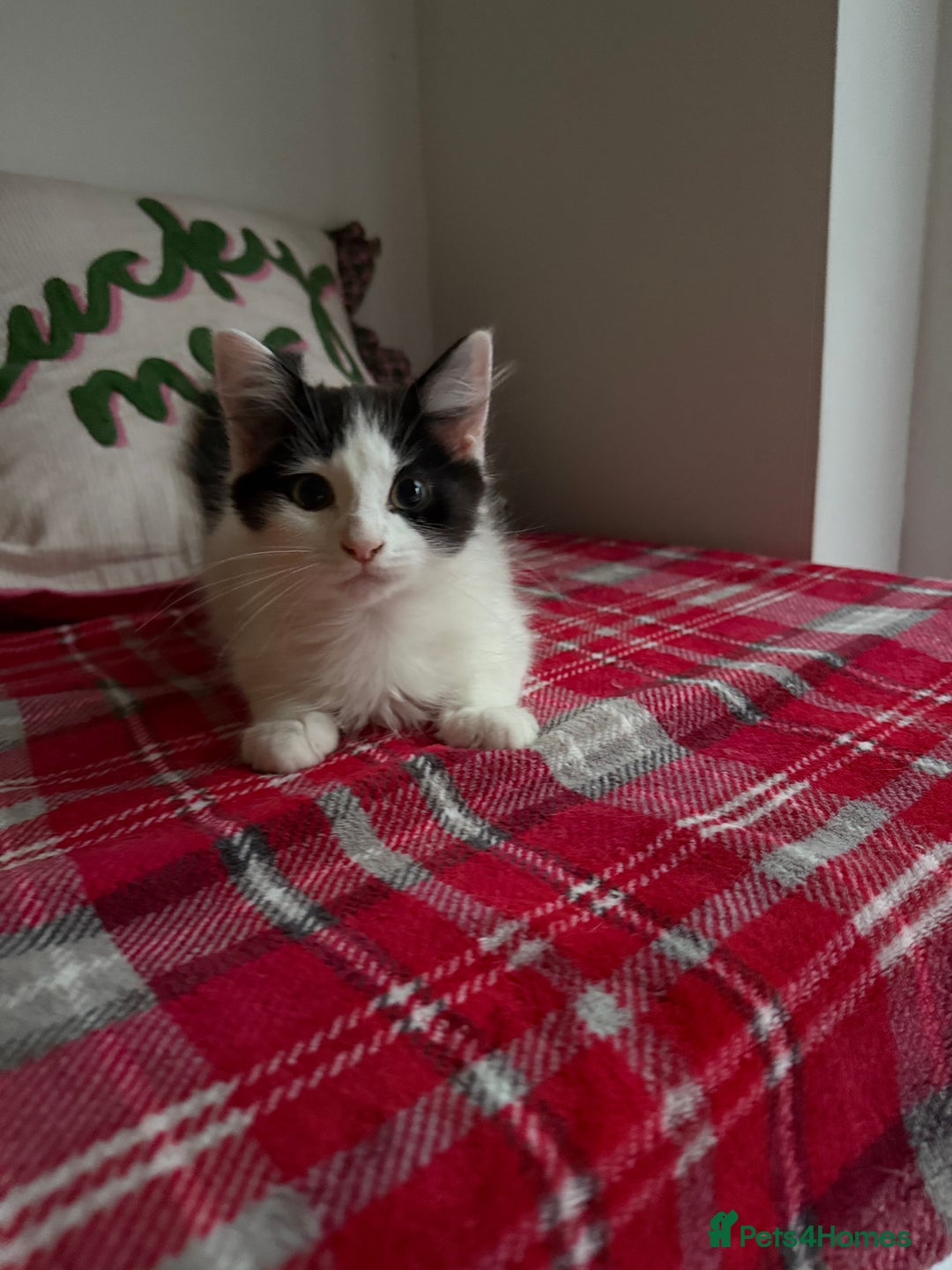 Mixed Breed cats for sale: 2 Adorable Fluffy Kittens  - Image 3