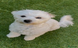 Maltese dogs for sale: 5 months old male Maltese - Image 2