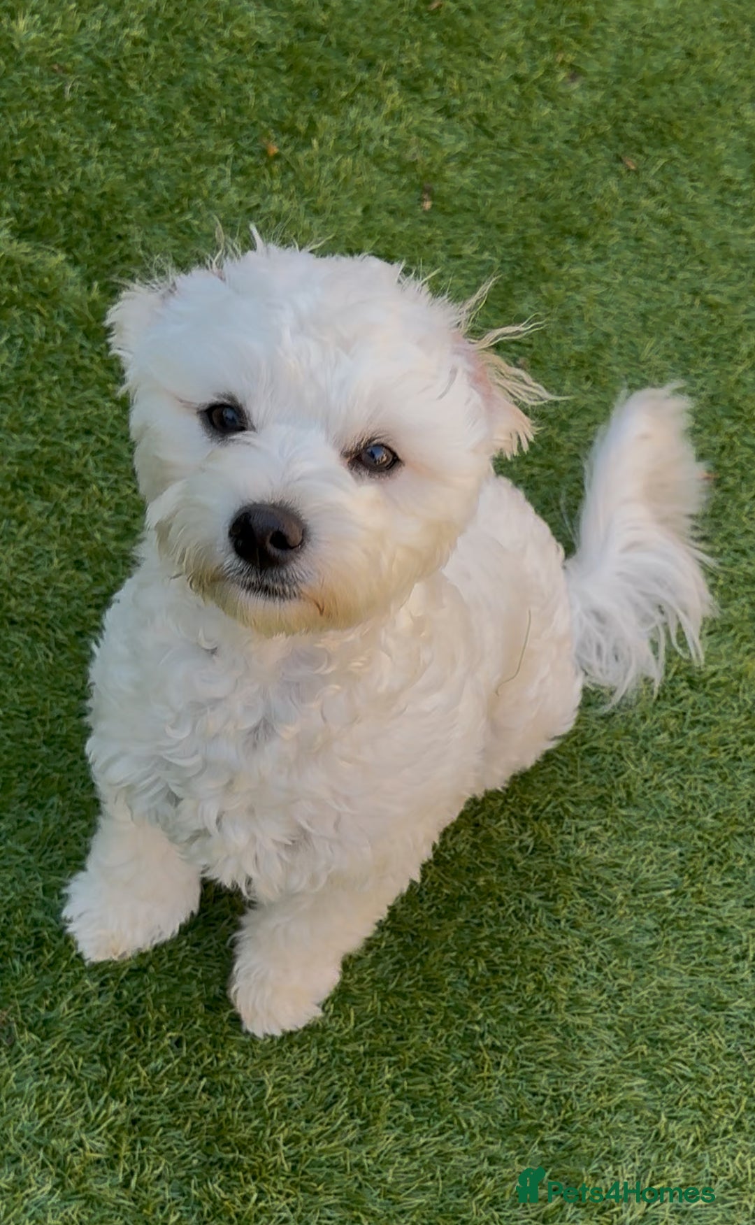 Maltese dogs for sale: 5 months old male Maltese - Image 2