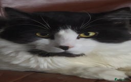 Mixed Breed cats for sale: For sale 3 female kittens and 1 older male kitten - Image 16