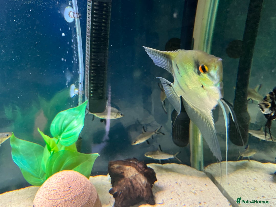 Other/Mixed Breed fish for sale: Tank of Tropical fish - need to go ASAP - Image 6