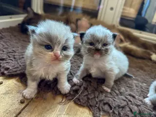 Ragdoll cats Mink Ragdolls - Advert 17