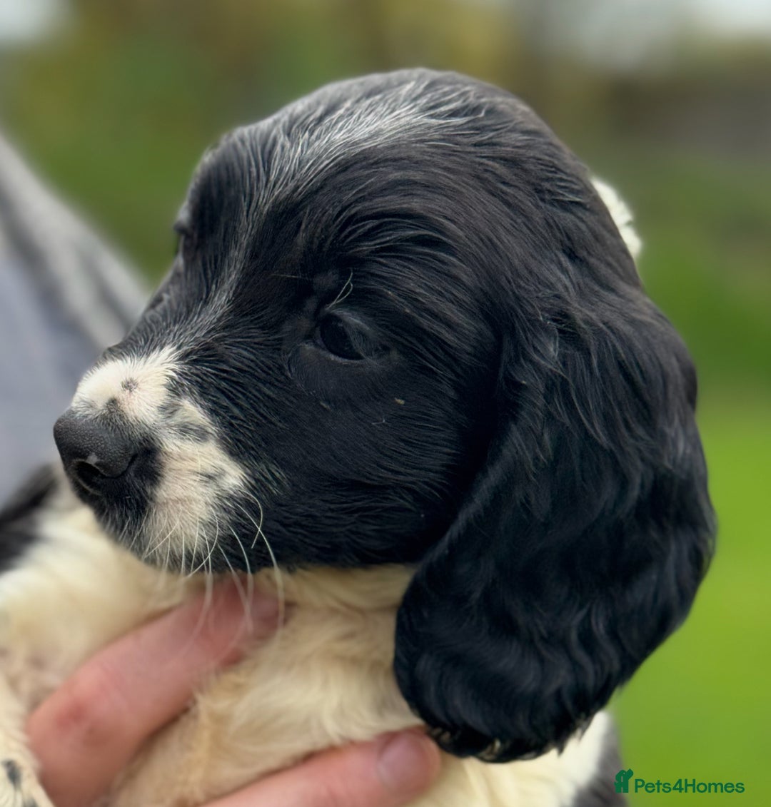 English Springer Spaniel dogs for sale: KC Calm English Springer Spaniel Puppies - Image 32