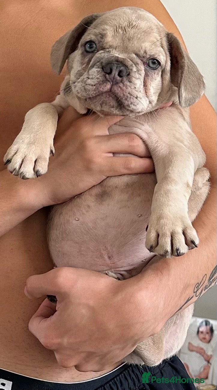 French Bulldog dogs Male lilac merle puppy. - Advert 12