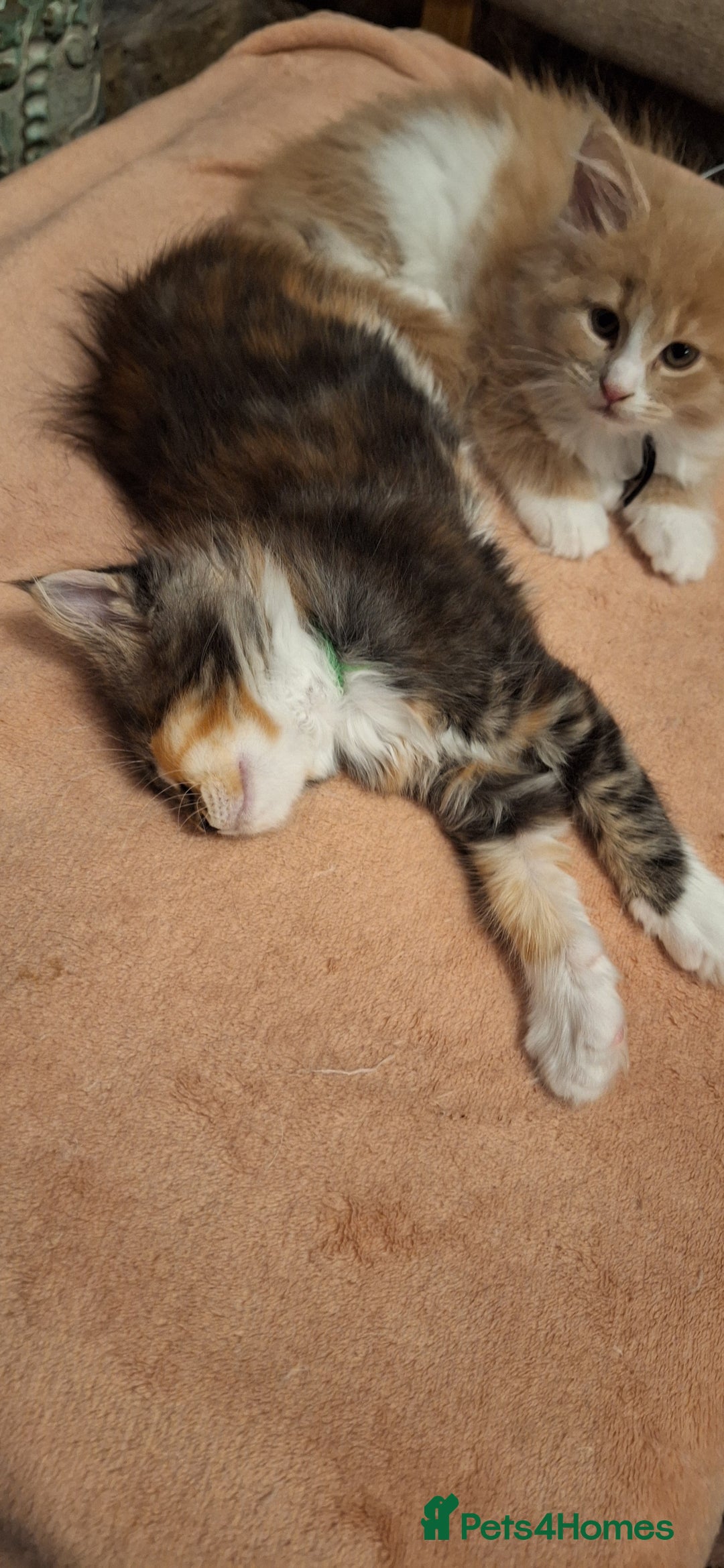 Maine Coon cats for sale: 😻 Ready Now 😻 Fluff Playful Maine Coon Kittens😻 - Advert 9