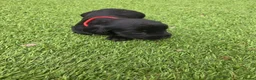 Cocker Spaniel dogs for sale: Stunning littler of working cocker spaniel puppies in Nottingham - Advert 6