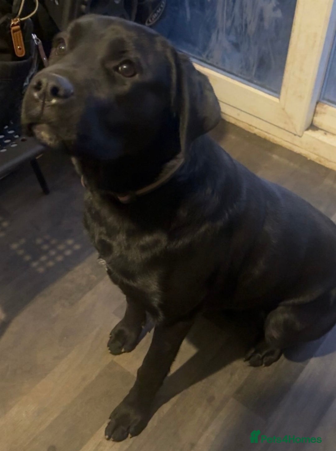 Mixed Breed dogs for sale: Spayed 9 month old duke - Advert 5