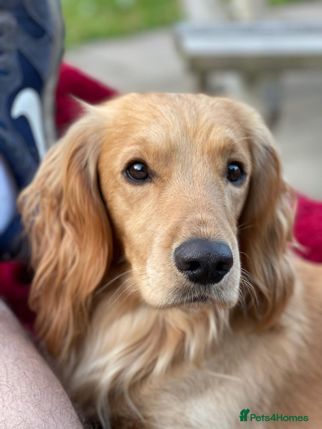 Golden Cocker Cute Small Golden Retriever Blonde Working Cocker
