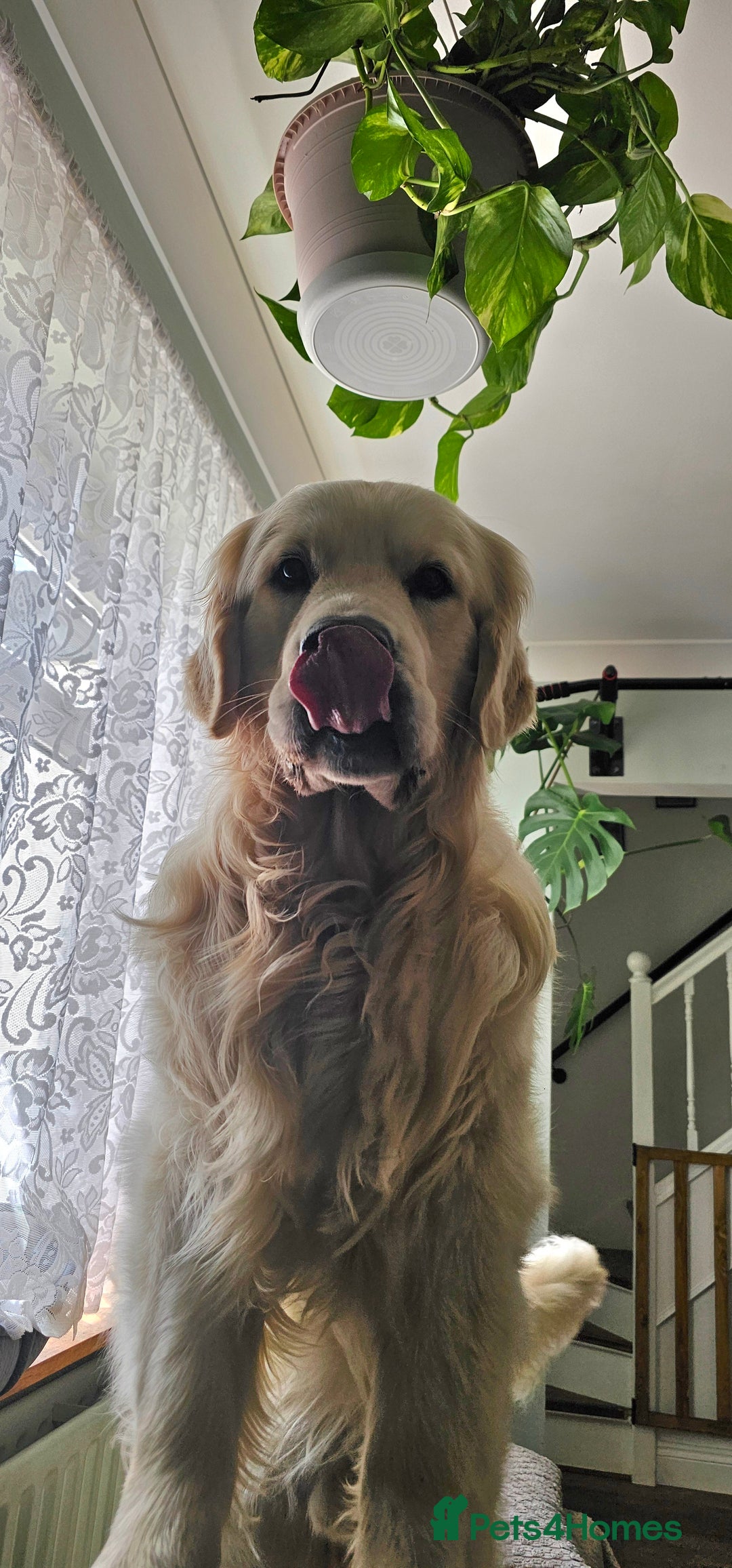 Golden Retriever dogs for stud: KC Golden Retriever for Stud in Harlow - Image 2