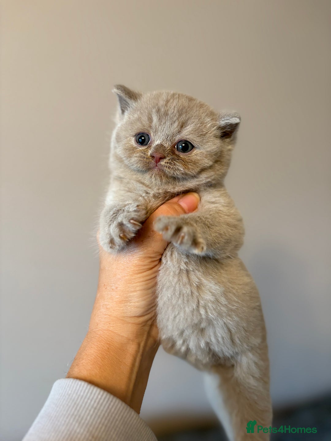 British Shorthair cats for sale: British Shorthair Kittens - Image 23