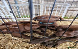 Labrador Retriever dogs for sale: KC REGISTERED CHOCOLATE LABRADOR  - Image 1
