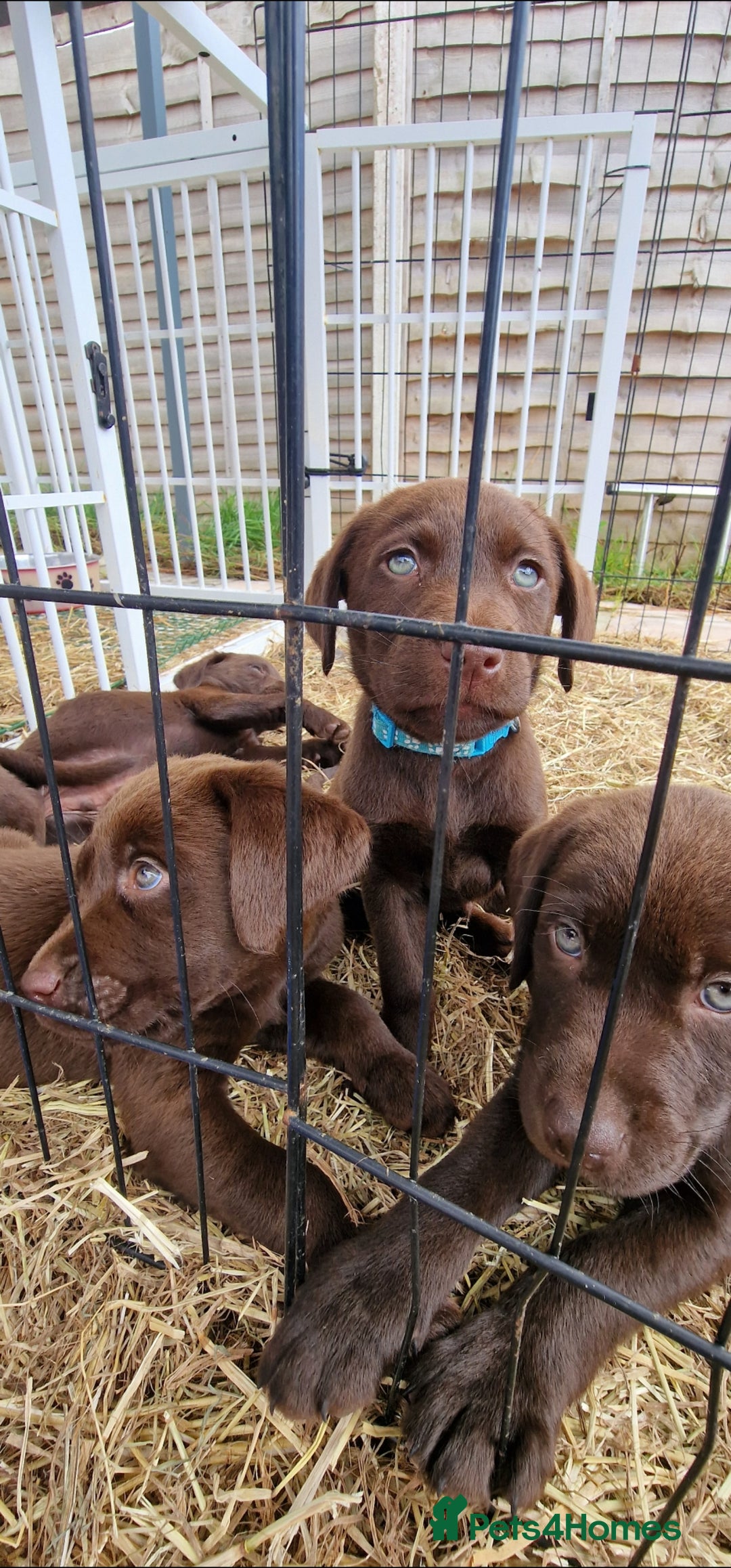 Labrador Retriever dogs for sale: KC REGISTERED CHOCOLATE LABRADOR  - Image 1