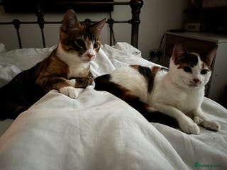 Mixed Breed cats Bella & Kali - Sisters Looking for a Loving Home - Advert 6