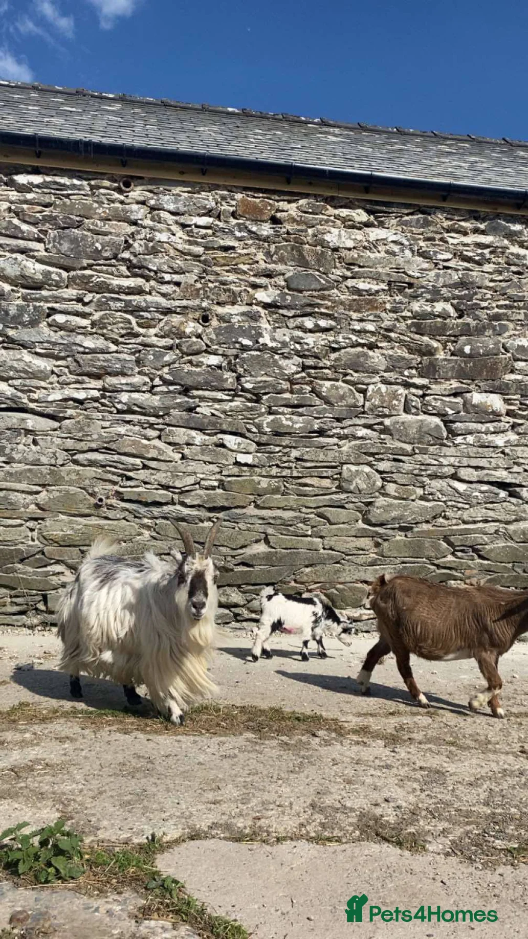 Goats livestock for sale: Pygmy Kids for Sale - Advert 4