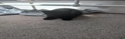 British Shorthair cats for sale: Kittens  - Advert 17