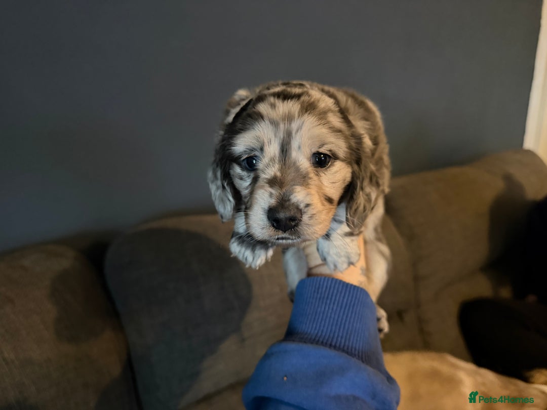 Dachshund dogs for sale: Isabella, pied, dapple dachshund - Advert 16