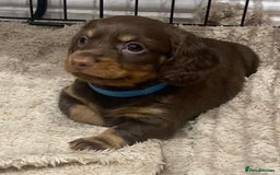 Dachshund dogs for sale: 4 long haired miniature dachshunds. - Image 8