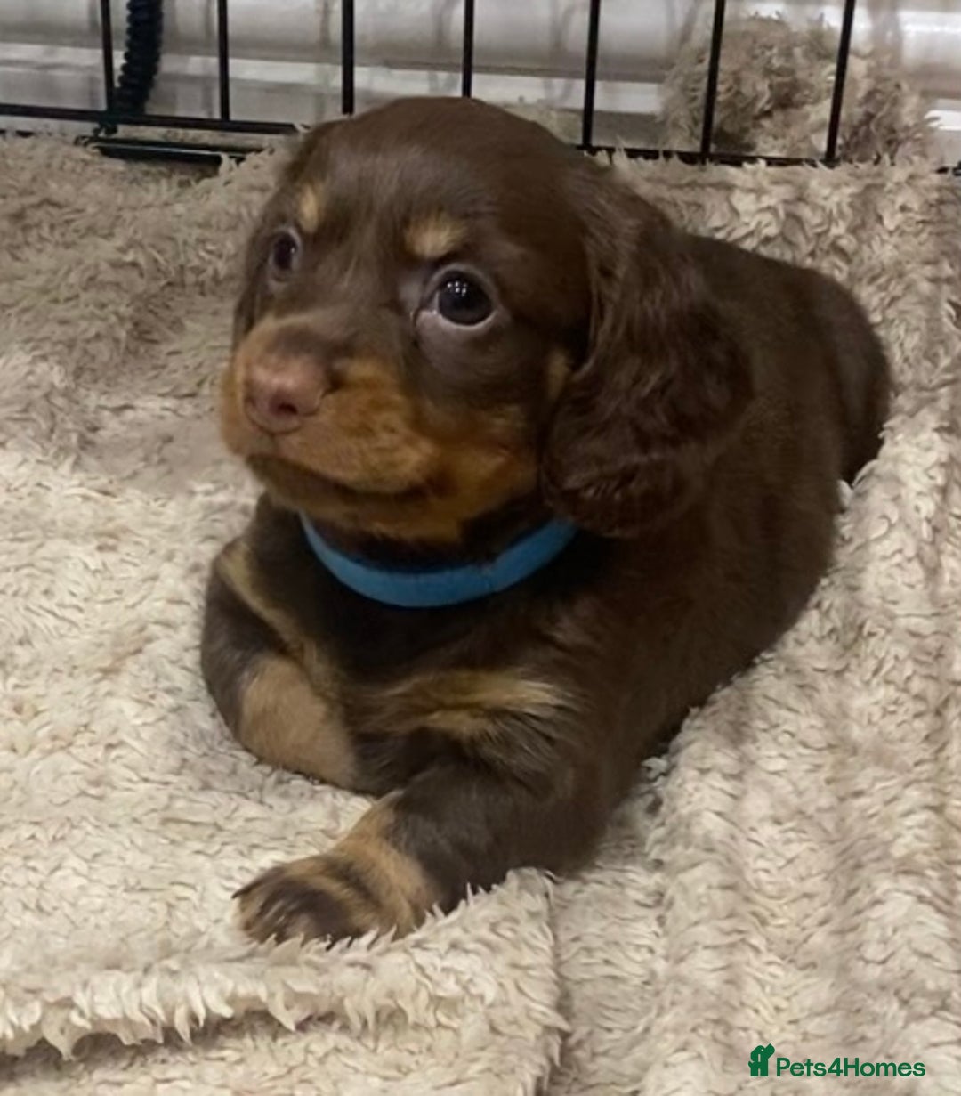 Dachshund dogs for sale: 4 long haired miniature dachshunds. - Image 8