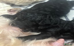 Cavapoo dogs for sale: Beautiful F1bb cavapoo pups - Image 18