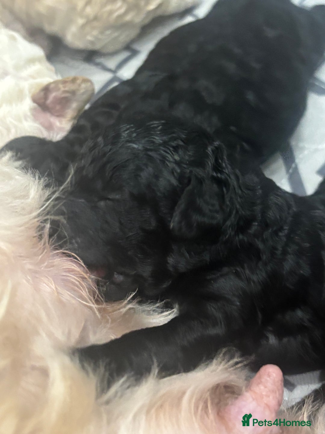 Cavapoo dogs for sale: Beautiful F1bb cavapoo pups - Image 18