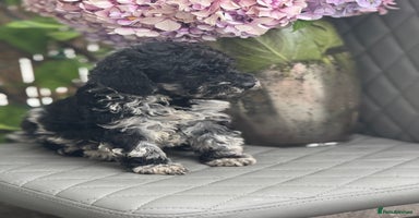 Cockapoo dogs - Advert 12