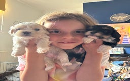 Mixed Breed dogs for sale: Fluffy Lhasa X Puppies – Family Raised! - Image 7