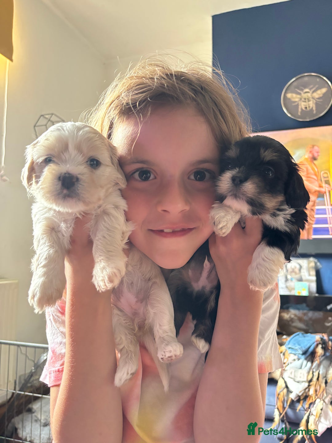 Mixed Breed dogs for sale: Fluffy Lhasa X Puppies – Family Raised! - Image 7