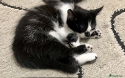Mixed Breed cats for sale: 1 Cute kitten for sale  "" Price drop " - Image 10