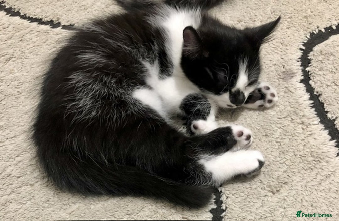 Mixed Breed cats for sale: 1 Cute kitten for sale  "" Price drop " - Image 10