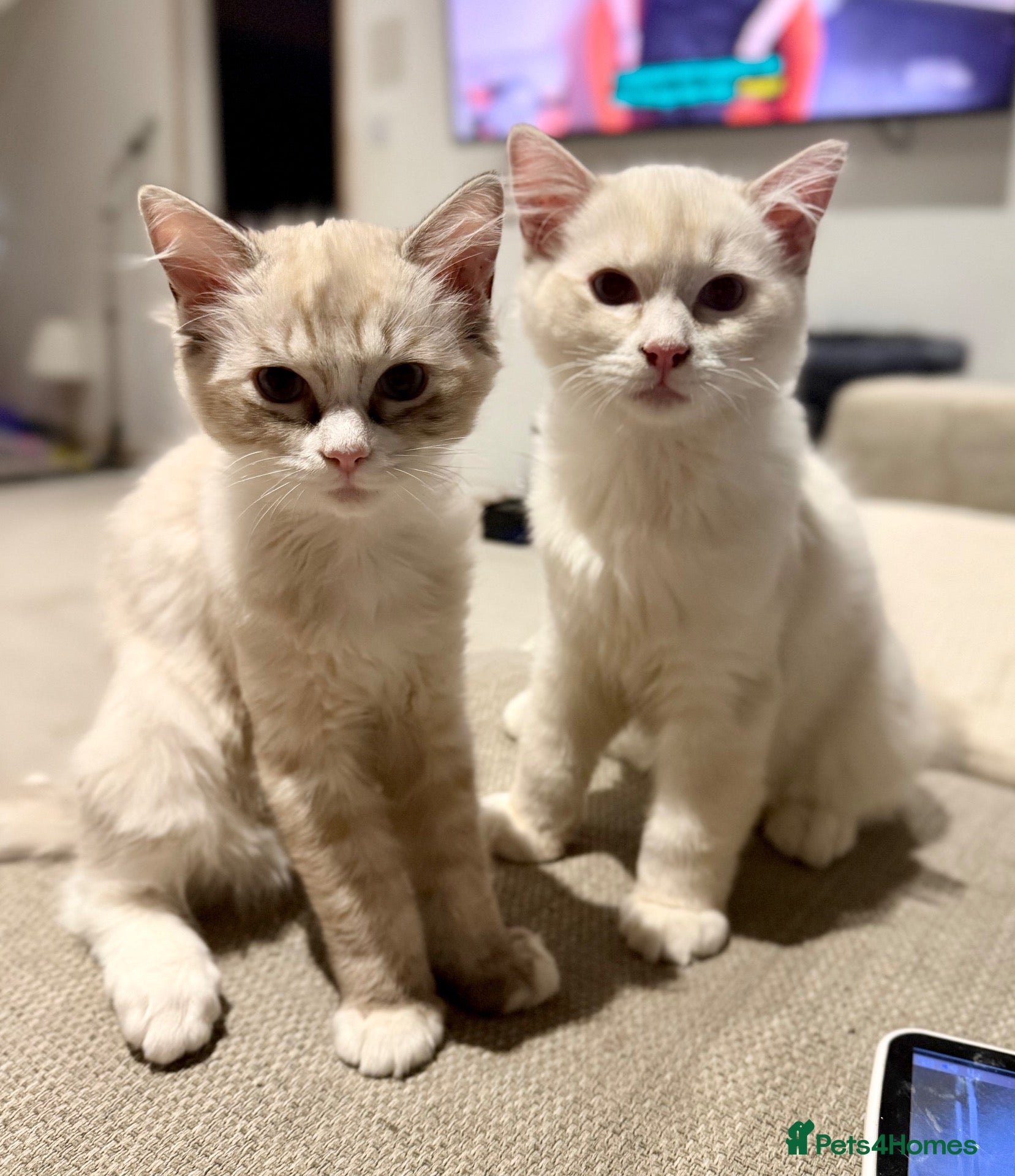 Ragdoll cats 🐾 Reluctantly Looking for Loving Forever Homes 🐾 - Advert 3