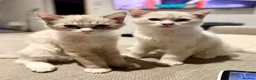 Ragdoll cats for sale: 🐾 Reluctantly Looking for Loving Forever Homes 🐾 in Axminster - Advert 1