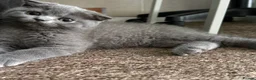 Scottish Fold cats for sale: Scottish Fold & straight Kittens PRICE -NEGOTIABLE - Advert 10
