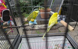 Budgerigars birds for sale: 3 x Budgies & Cage - Image 4