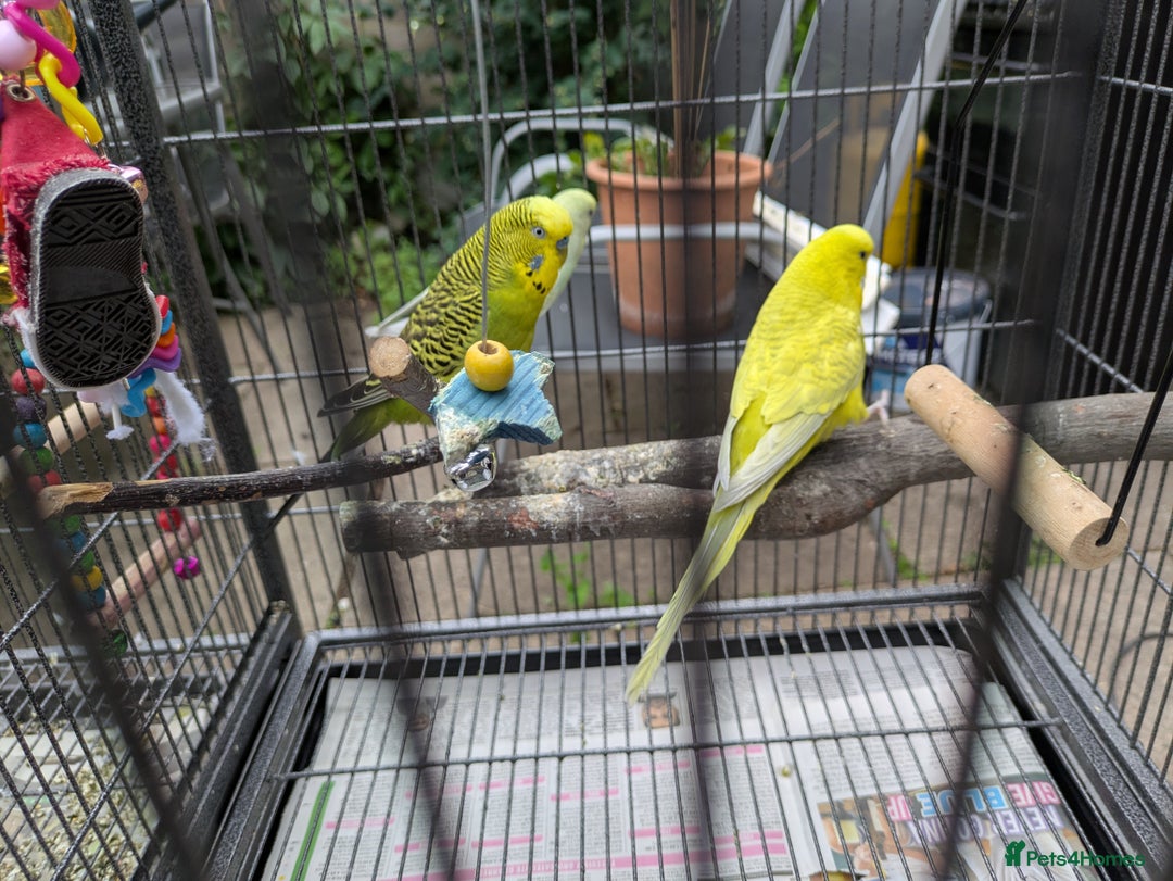 Budgerigars birds for sale: 3 x Budgies & Cage - Image 4