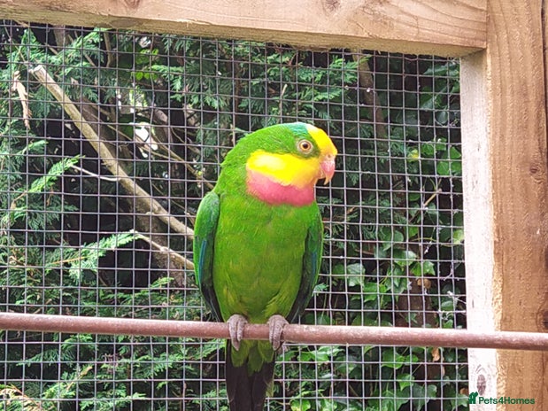 Parrots birds - Advert 3