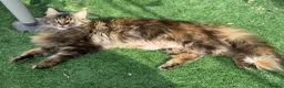 Maine Coon cats for sale: GCCF Health tested Tortie Maine Coon  - Advert 4
