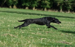 Labrador Retriever dogs for sale: HEALTH TESTED CHAMPIONSHIP PEDIGREE BLACK LABRADOR - Image 3
